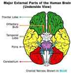 human_brain_cranial_nerves_underside